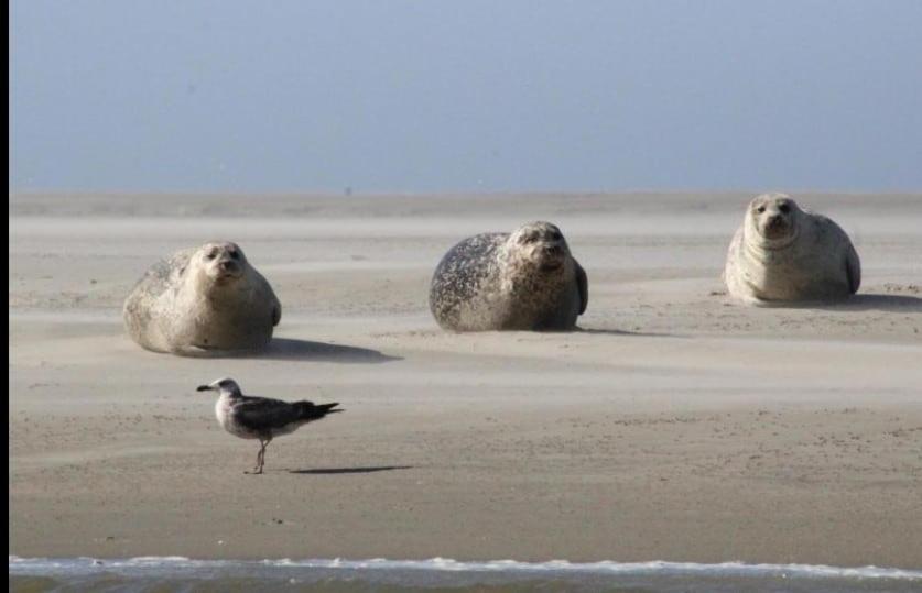 Gite Baie De Somme Cayeux-sur-Mer Luaran gambar